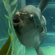 せんひろ