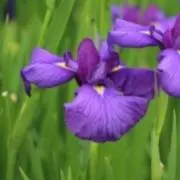 燕子花。の画像