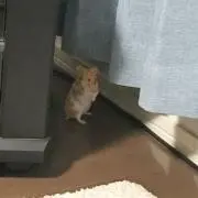 こーすけ