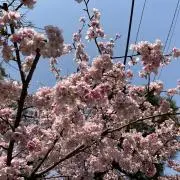 ぺこのん(^^)の画像
