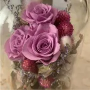 ロッキーの画像