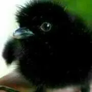 かよよん