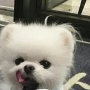 あけたらしめろ