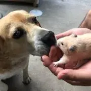 おはぎさん