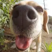 ぴっぴの画像