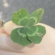 はなの画像