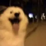 わんこの画像