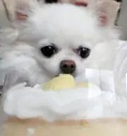 キラの画像
