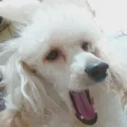 めめたろう