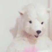 しろくまの画像