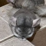 むぎ太郎の画像