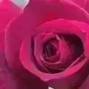 すーの画像