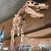 maimai 断捨離