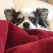 cha-chan