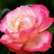 Golden⭐️Roseの画像