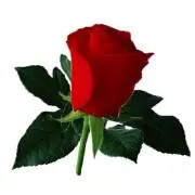 Roseの画像