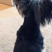 Skyの画像