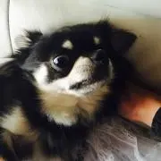 ボブの画像