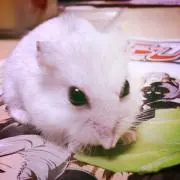さとの画像