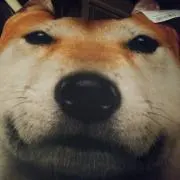 ruru ruru