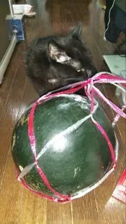 あちゃトの画像