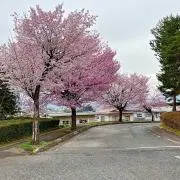 Kumaの画像