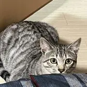 てん
