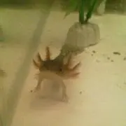 ちびしょけと
