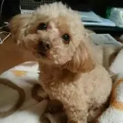 はな。の画像