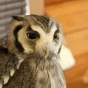 生どら焼の画像