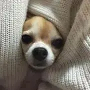 レオ