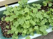 ꧁※Green garden ※꧂の画像