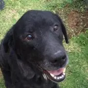 かけやん