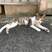 ゆき丸