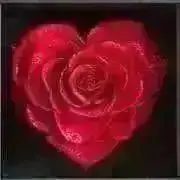Nico‎︎✿の画像