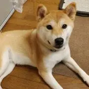 たんたんの画像