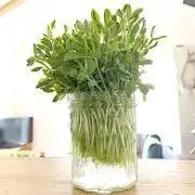 ちょんまげ