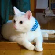 MIKAの画像