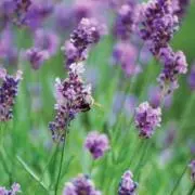 lavender