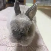 もこにゃん