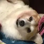 きんぴかの画像