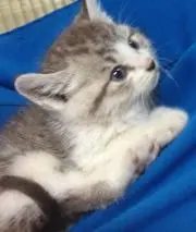 むんちゃん
