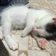 noa...