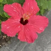 Keikoの画像
