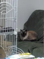 ハヅキ