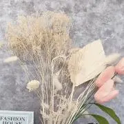 くまの画像