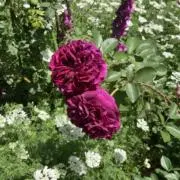 Roseの画像