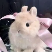 ぴょんの画像