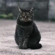 ひとの画像