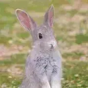 Haruの画像